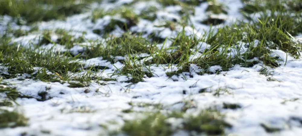 Snow on lawn