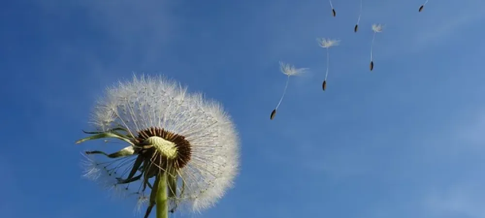 dandelion spreading