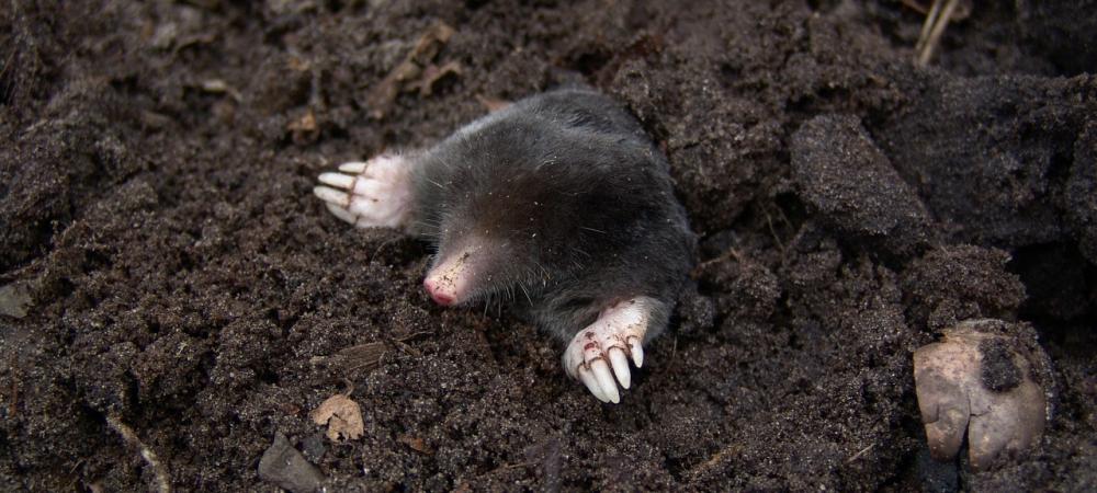 Moles Sticking His Head Out of a Mole Hill