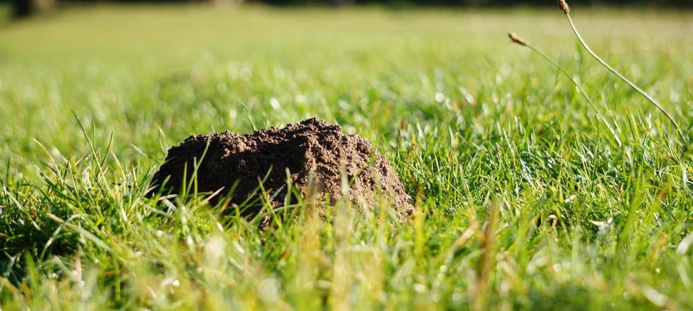 Molehill in green lawn